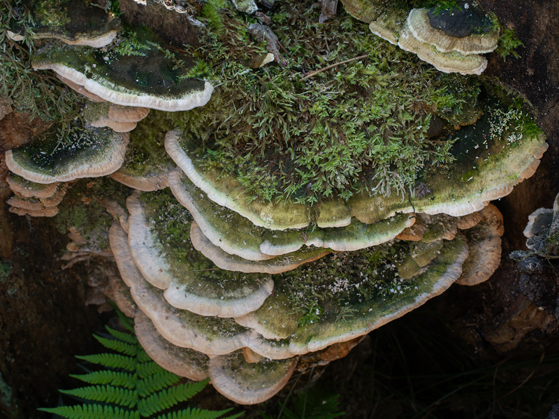 Oxyporus ravidus